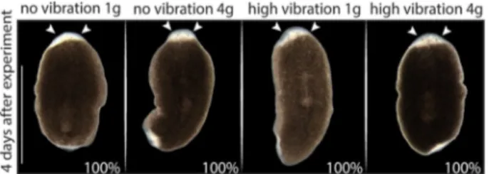 Fig. 4 qPCR analysis of planarians exposed to vibration or/and 4 g hypergravity compared to 1 g static controls directly after exposure or at 4 days post exposure