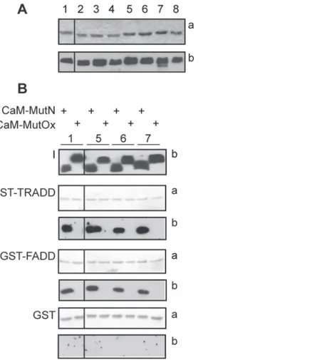 Figure 4. Effect of Met-to-Leu substitutions in CaM on FADD and TRADD binding. A: CaM mutants and SDS-PAGE analysis