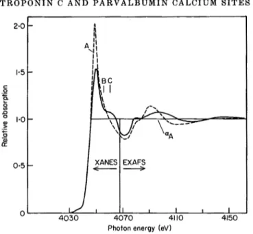 FIG.  1.  X-ray  absorption  spectra of TnC  (TnC + 2CA 2 +  and  TnC + 4Ca 2 + ; broken  line) and  calcium  formate  (unbroken  line)
