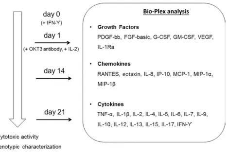 Figure 1. Bio-Plex analysis and experimental design. Secretome analysis was performed  on supernatants collected at d 1 (no cytokines), d 14 and d 21 of ex vivo expansion of  CIK cells