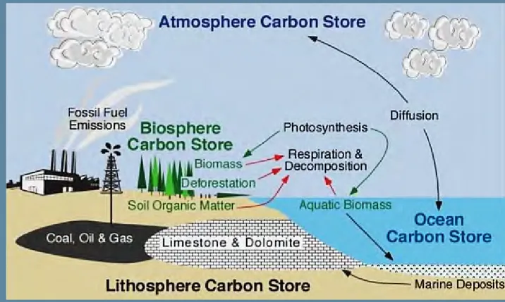 Figura 2. Ilustração do ciclo do C no sistema solo-água-planta-atmosfera. 