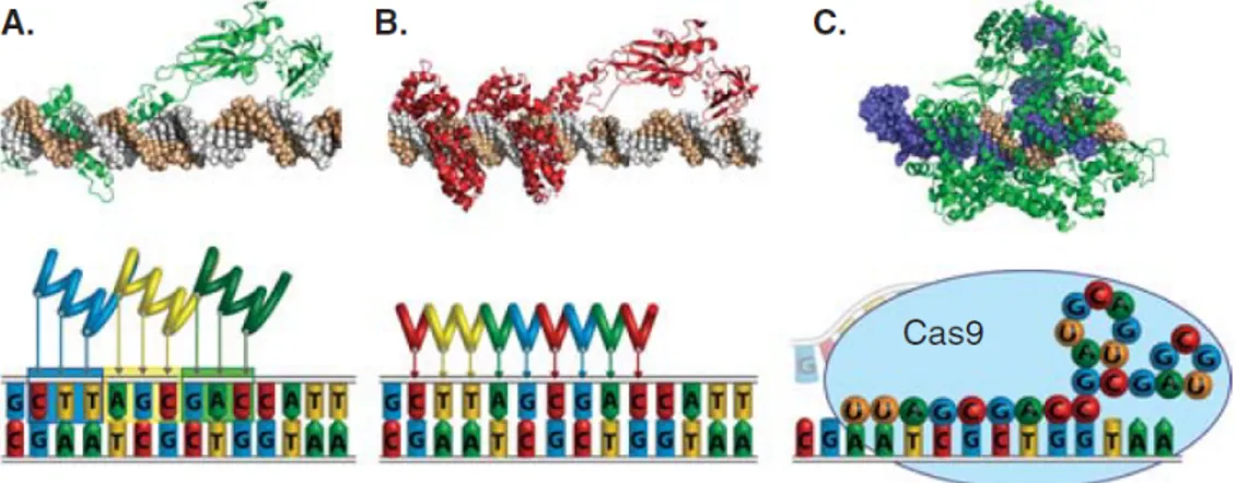 Figure 1.3: Technologies for engineering programmable DNA-binding proteins, including (A) zinc finger proteins, (B) TALEs and (C) CRISPR/Cas9