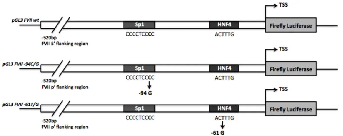 Figure 1.4: Scheme representing the reporter plasmids pGL3 FVII wt, -94G and -61G. In each construct the firefly luciferase expression cassette is cloned downstream the F7 proximal promoter (520 bp)