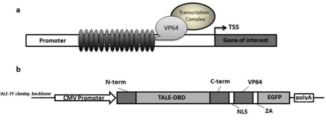 Figure 1.6: a) Scheme representing the TALE-TF platform. Each synthetic TALE-TFs is expressed as a fusion protein composed of a TALE-derived DNA modular binding-domain and a VP64 transactivation domain, able to recruit the transcriptional machinery on a  s