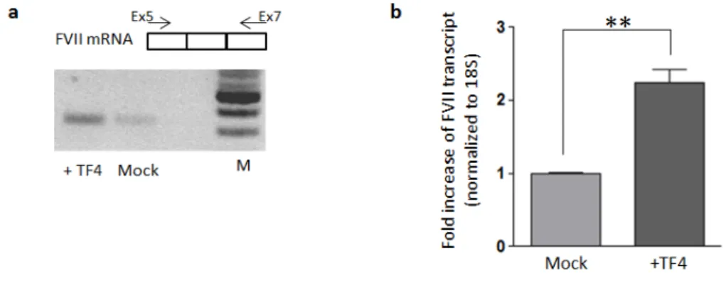 Figure 1.11: Effect of TF4 on the FVII transcriptional levels in HepG2 endogenous context