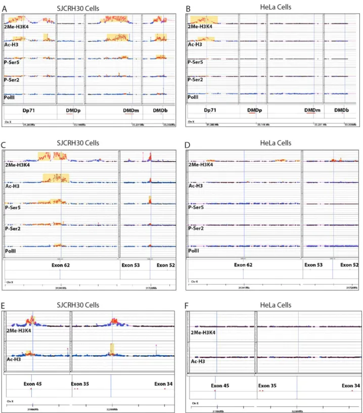 Fig. 1. Distribution of RNA polymerase II and chromatin  marks along the DMD locus. ChIP-on-chip analysis in  SJCRH30  and  HeLa  cells  with  anti-PolII,  anti-CTD-pSer2,  anti-CTD-pSer5,  anti-H3ac  and  Anti  H3K4me2  on  DMD  locus