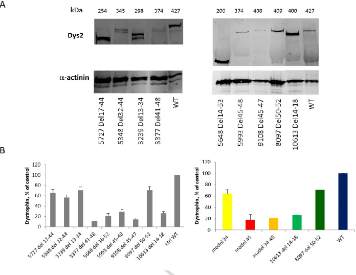 Fig. 5. Western Blot analysis of dystrophin expression in patients with Becker Muscular Dystrophy