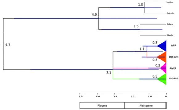 Figure 5: Chronogram  obtained with BEAST 1.8.0 showing the time of divergence for the  diverse splits in Pandion haliaetus using a substitution rate of 0.01973 per lineage per million  years