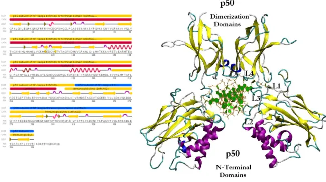 Figure 2. Structure of NF-kB p50-p50: (left) sequence of RHR of mouse p50 chain A. CATH and SCOP domain 