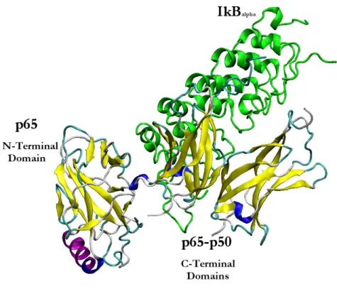 Figure 3. Three dimensional structure of NF-kB p65-p50 in complex with IκBα 