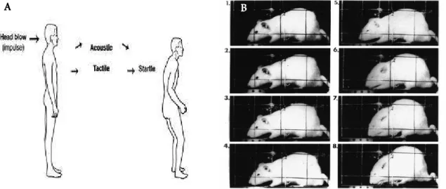 Figura  2.  Una  rappresentazione  della  funzione  protettiva/difensiva  della  risposta  di  startle  nell’essere  umano (A) e nel ratto (B)