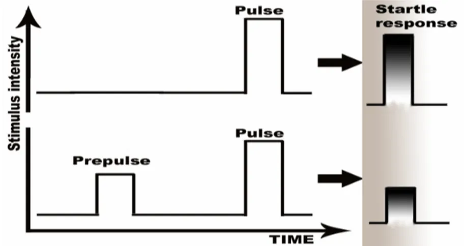 Figura  5.  Rappresentazione  schematica  del  fenomeno  della  prepulse  inhibition.  La  risposta di startle risulta inibita se precedentemente allo startle stimulus (pulse) viene presentato  un breve stimolo (prepulse) ad un’intensità inferiore