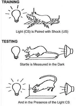 Figura  6  .  Rappresentazione  del  fenomeno  della  fear-potentiated  startle  in  un  ratto