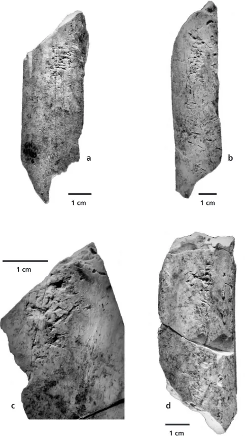 Figure 11  Retouchers on metapodial blanks (A, B), a large-sized ungulate diaphysis  (C) and a tibia shaft (D) from Grotta della Ghiacciaia.