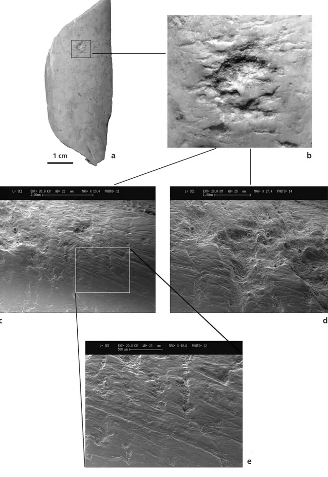 Figure 2  Diaphyseal fragment of a large-sized ungulate utilised as a retoucher from Riparo Tagliente.