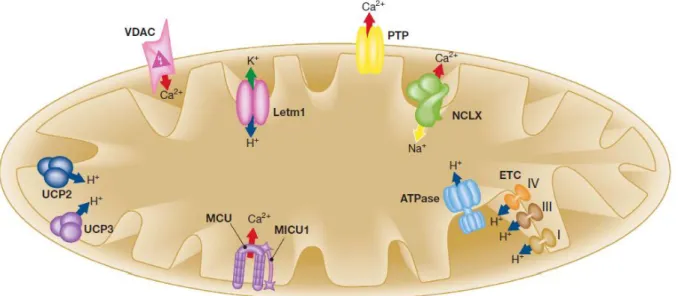Figure  3.  Schematic  representation  of  the  mitochondrial  Ca 2+ ,  Na +   and  H +   handling  machinery