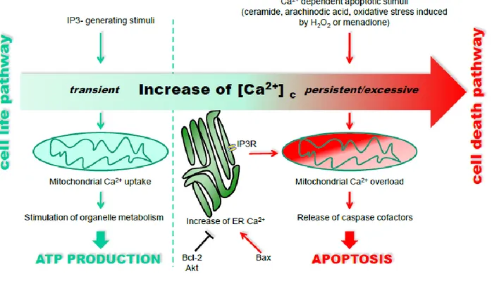 Figure 4. Differential decoding of Ca 2+ -linked stimuli evoking the activation of cell metabolism or apoptosis