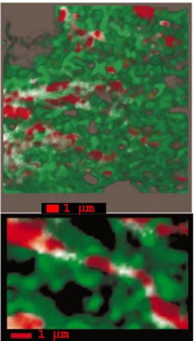 Figure 5. High-resolution 3D imaging of ER-mitochondria contact sites.  Combined 3D imaging of mitochondria and  ER in a HeLa cell transiently expressing mtGFP(Y66H,Y145F) and erGFP(S65T)