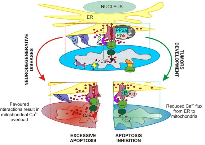 Figure  6.  Representation  of  MAMs  proteins  involved  in  ER-mitochondria  Ca 2+   cross-talk  and  perturbations 