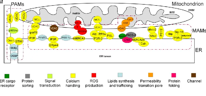 Figure 7. Schematic view of the interorganelle interactions and protein composition of the membranes contact sites
