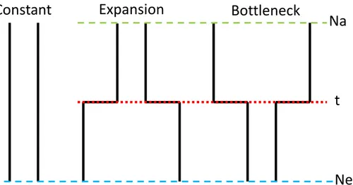 Figure  13  –  Models  tested  for  each  population:  constant,  expansion  and  bottleneck