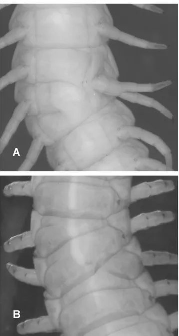 Fig 2. Example of trunk anomalies in two specimens of H. subterraneus. (A) Trunk shrinking (ventral view, anterior toward the top)