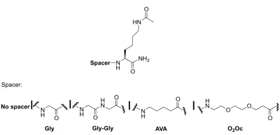 Figure 10: List of spacers and functionalization of pharmacophores in the C-terminal portion