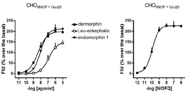 Figure 14: Test of intracellular calcium mobilization of cells CHO hMOP  + G αqi5  (left panel) and CHO hNOP  + G αqi5