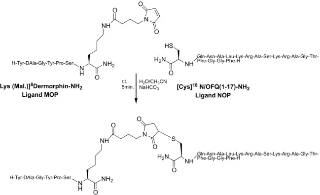 Figure 15: Synthetic scheme of Thio-Michael reaction to build a NOP/MOP bivalent ligand 23