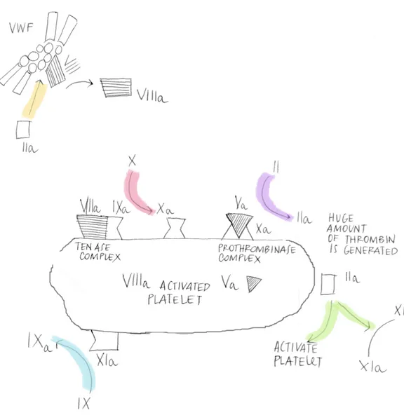 Figure 1.2: On the surface of an activated platelet, factor IXa formed on the TF-bearing cell can incorporate into a Xase complex