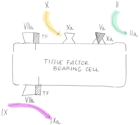 Figure 1.1: Factor VIIa bound to TF activates both factor X and factor IX. Factor Xa formed by factor VIIa/TF binds to factor Va on that cell and converts a small amount of prothrombin to thrombin