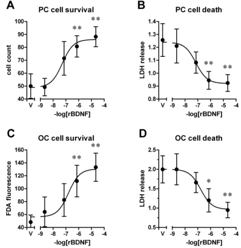 Fig. 1 . Recombinant BDNF enhances cell survival in primary hippocampal 