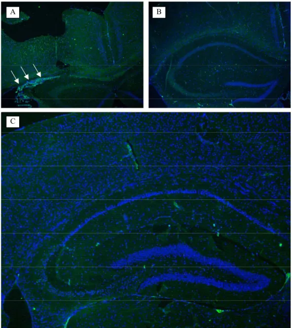 Fig. 8  Cell tracing using immunohistochemistry to detect GFP-positive cells in a 