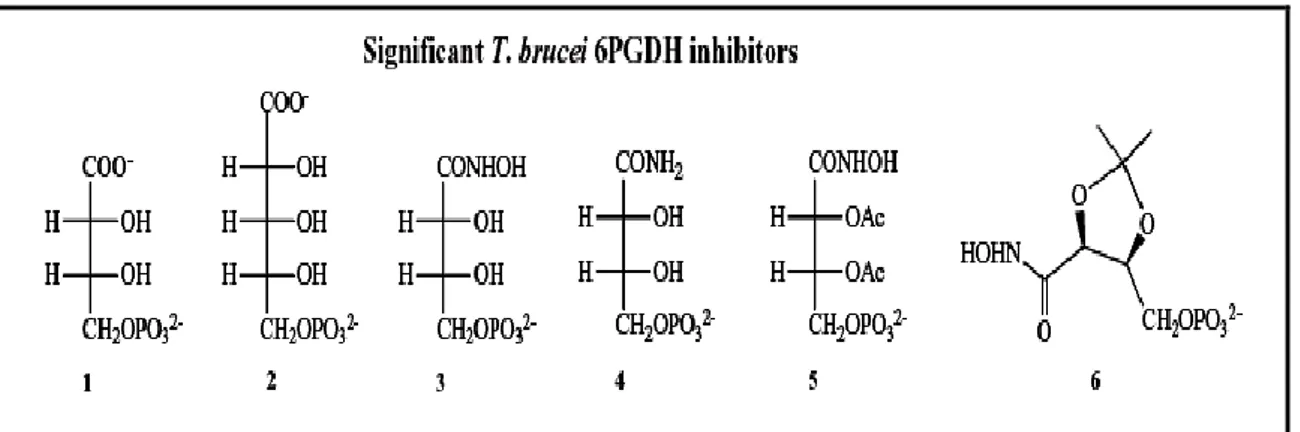 Figure  4:  Structures  of  some  substrate  analogues  (Ac=Acetyl  group).  .  4-phospho-D-erythronate 