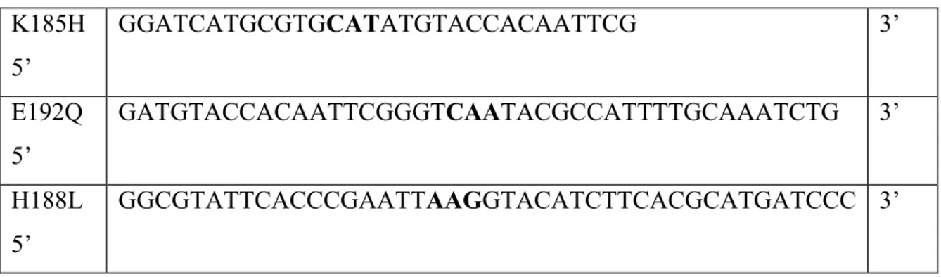 Table 3. Primer oligonucleotides synthetized by MWG-biotech AG. 