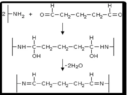 Figure 14: Reaction of the amino groups of proteins with glutaraldehyde. 