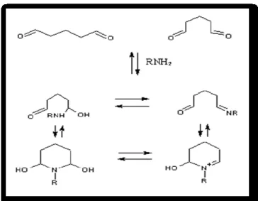 Figure 16: Summary of the possible forms of glutaraldehyde in aqueous solution. 