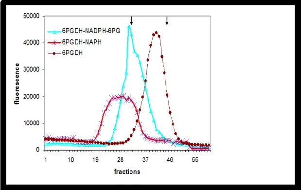 Figure  20.  Sedimentation  of  T.  brucei  6PGDH  with  and  without  0.02  mM  NADPH  or  with  both 