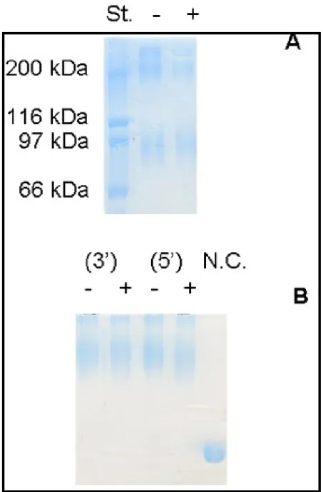 Figure 22. (A) SDS-PAGE at 7,5 % acrylamide in the resolving gel, of chemically cross-linked  T