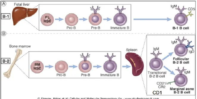 Fig. 1.3.1a: sottopopolazioni di linfociti B 