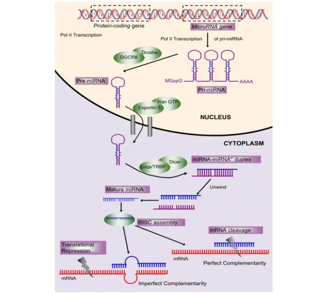 Figura 2. Biogenesi dei MicroRNA.  
