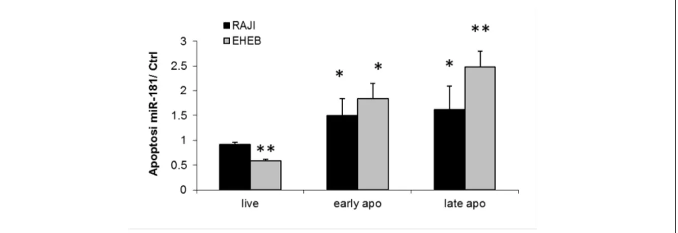 Figura 6. Attività pro-apoptotica del miR-181b in linee cellulari umane. Livelli di apoptosi delle  linee cellulari Raji ( nera) e EHEB (grigia)  valutati dopo 72 ore dalla transfezione con miR-181b  mediante analisi citofluorimetrica in seguito a marcatur