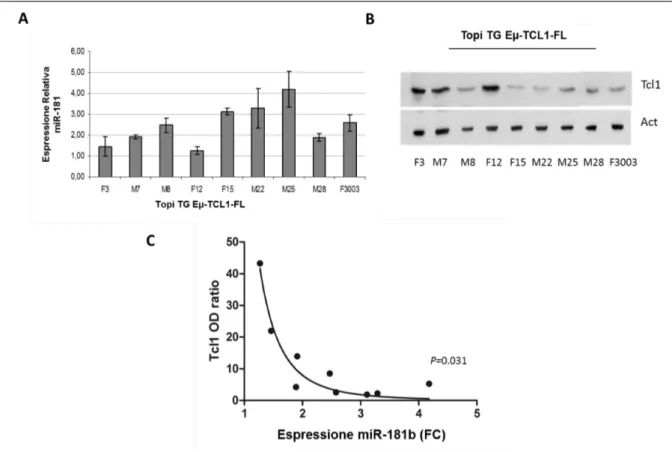 Figura 7. Analisi di espressione endogena del miR-181b e della proteina TCL1 in splenociti  di topi transgenici Eµ-TCL-1FL