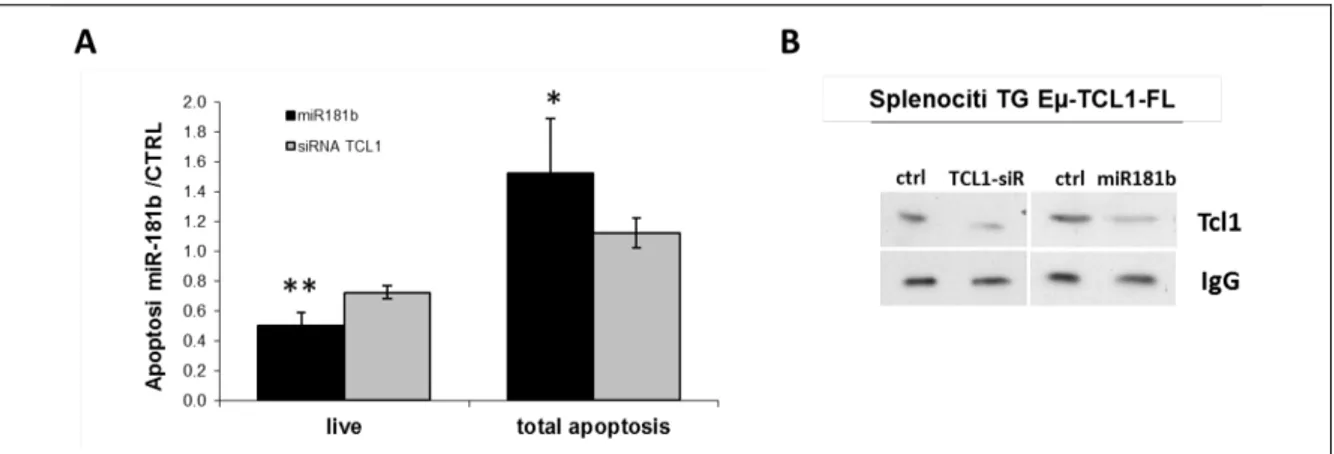 Figura 8. Attività pro-apoptotica del miR-181b in splenociti di topo transgenico Eµ-TCL-1FL