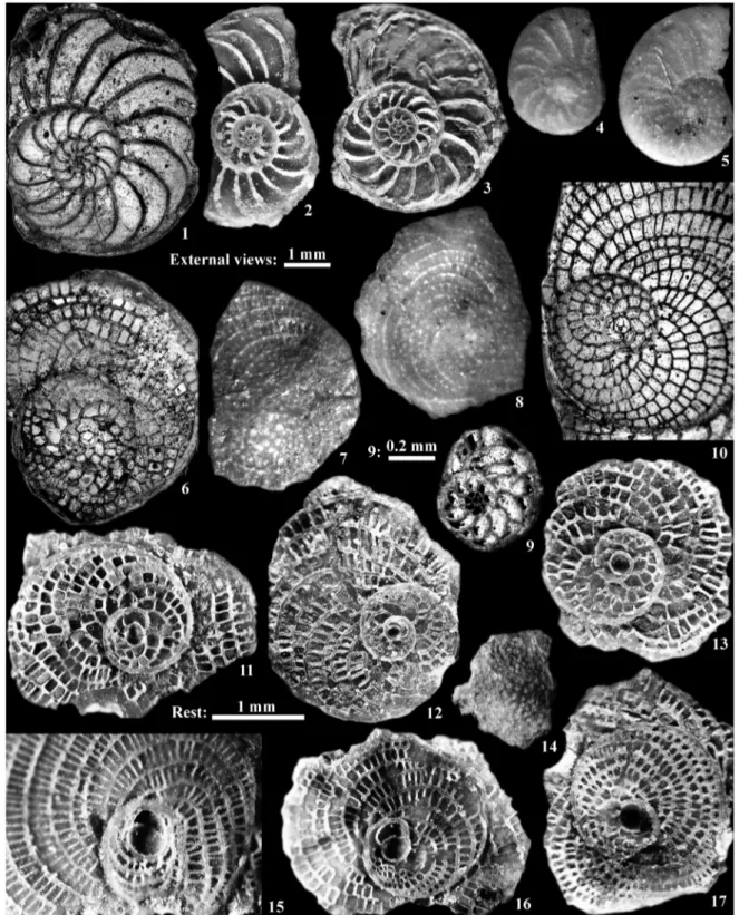 Figure 10.  Radiate Nummulites, Heterostegina and Spiroclypeus from the oligocene of Kutch