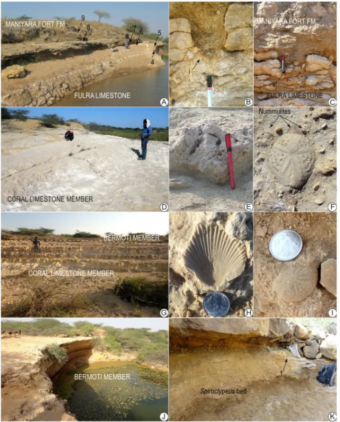 Figure 2.  Field aspects of the studied stratigraphic sections: a–c: disconformity between the Basal member of maniyara Fort  Formation and Fulra Limestone in Kharai section, marked by karstic surface and cavities infilled by chattian Nummulites-rich sedim