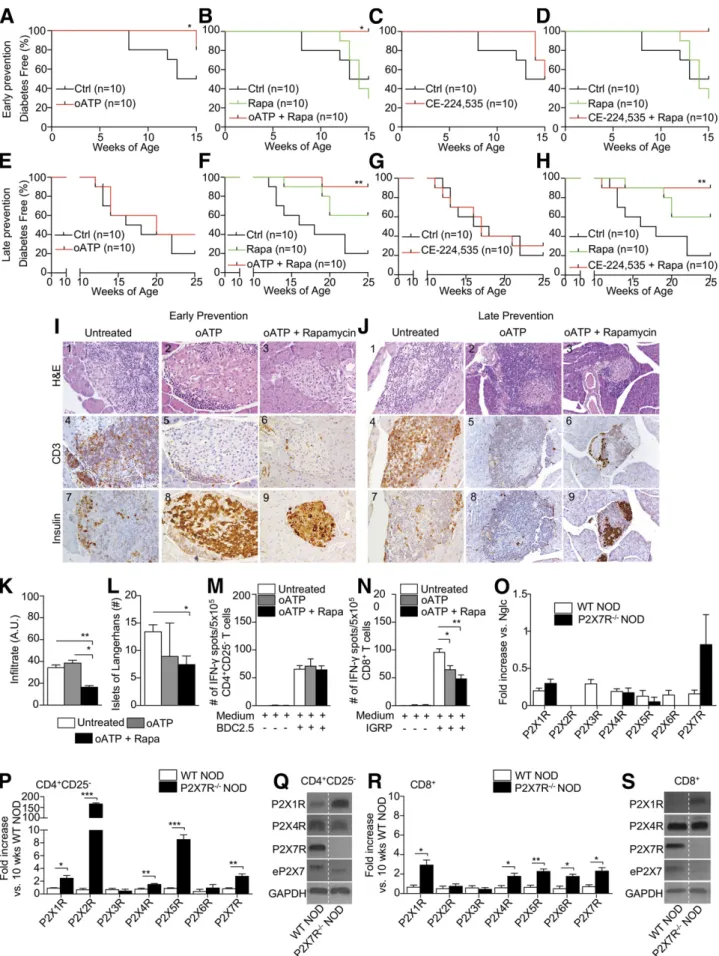 Figure 4 —P2X7R blockade delays diabetes in NOD mice and reduces islet inﬁltration and the autoimmune response by CD8 + T cells