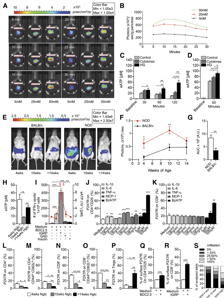 Figure 2 —b-Cells release eATP during stress. A and B: A glucose-dependent increase in the extent of luminescence (A) was evident in pancreata harvested from pmeLUC transgenic mice, cultured in the presence of different glucose concentrations and quanti ﬁe