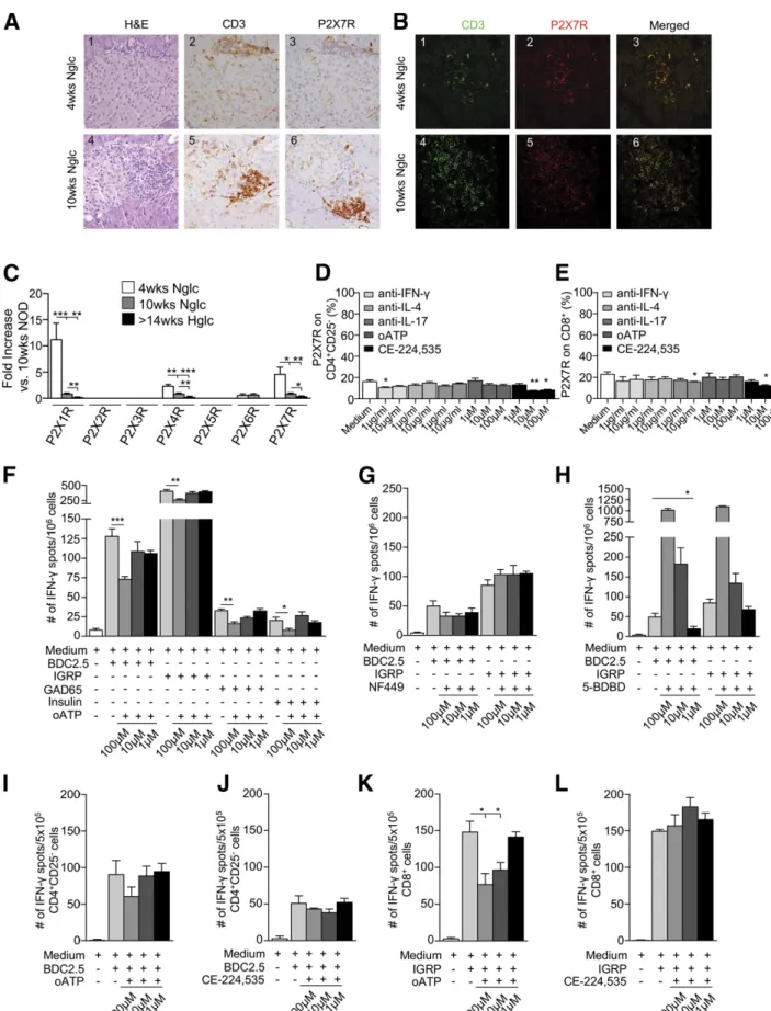 Figure 3 —P2X7R + T cells make up the vast majority of pancreas-in