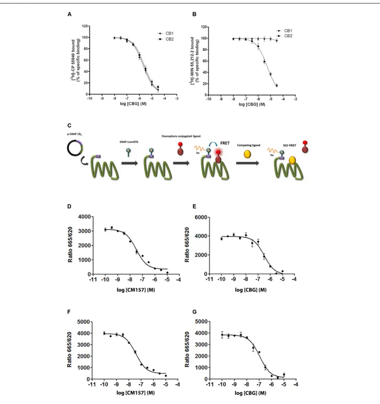 FIGURE 2 | Competition by CBG of agonist binding to CB1R and/or CB2R. (A,B) Competition curves for CBG in radioligand-based assays using either [ 3 H]-CP-55940 (A) or [ 3 H]-WIN-55,212-2 (B) binding on membranes from CHO cells stably expressing human CB1R 